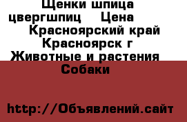 Щенки шпица (цвергшпиц) › Цена ­ 30 000 - Красноярский край, Красноярск г. Животные и растения » Собаки   